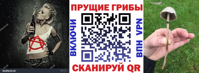 сколько стоит  ссылка на мегу маркетплейс  Псилоцибиновые грибы Psilocybine cubensis  Дмитровск 